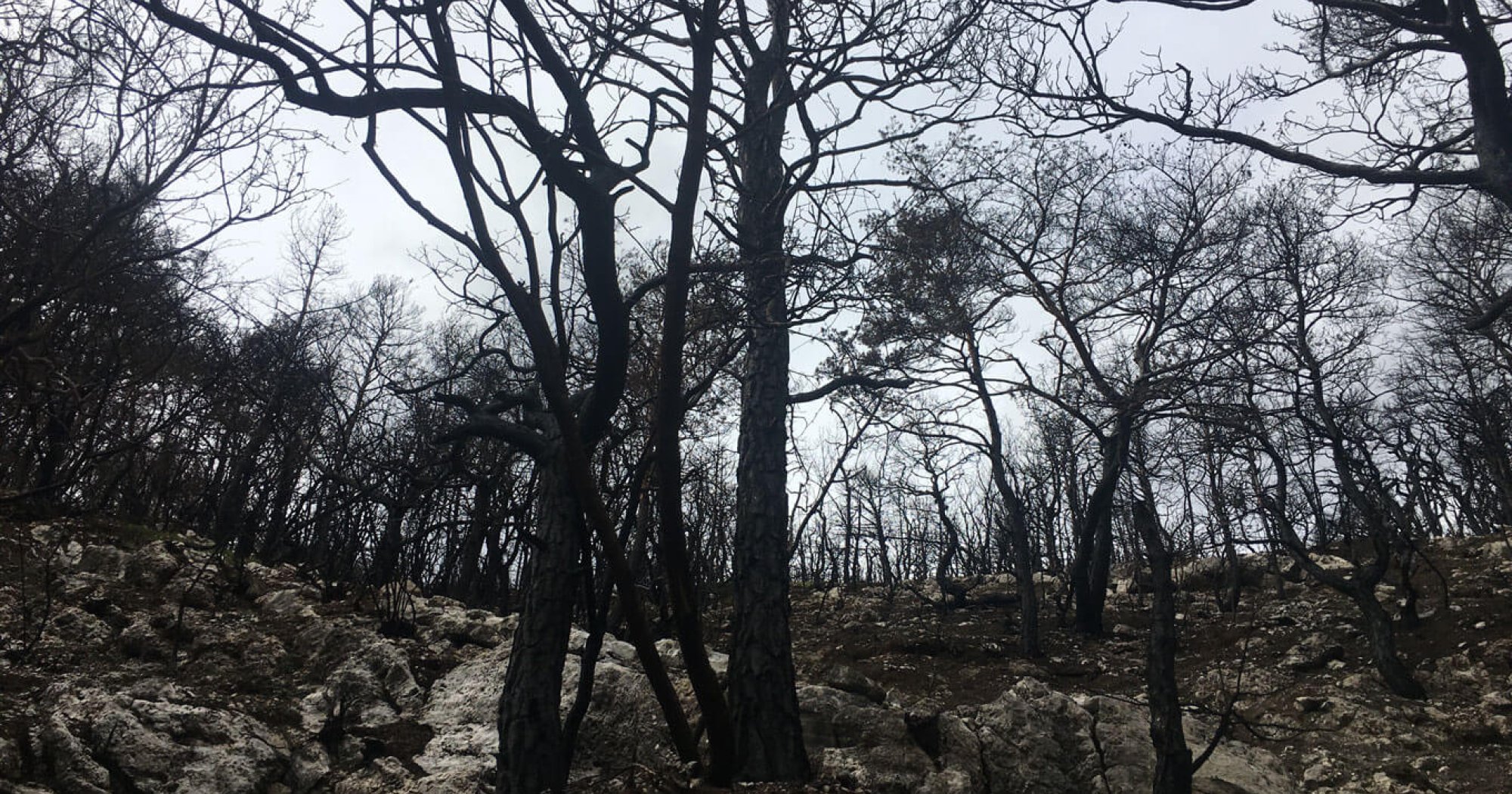 Feu la Forêt - Cie Le Chant des Pistes - Théâtre Les Aires de Die