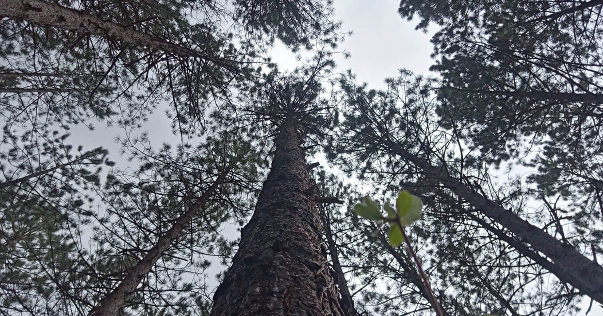 Feu la Forêt - Cie Le Chant des Pistes - Théâtre Les Aires de Die