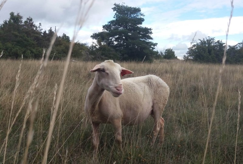 Larzac !
