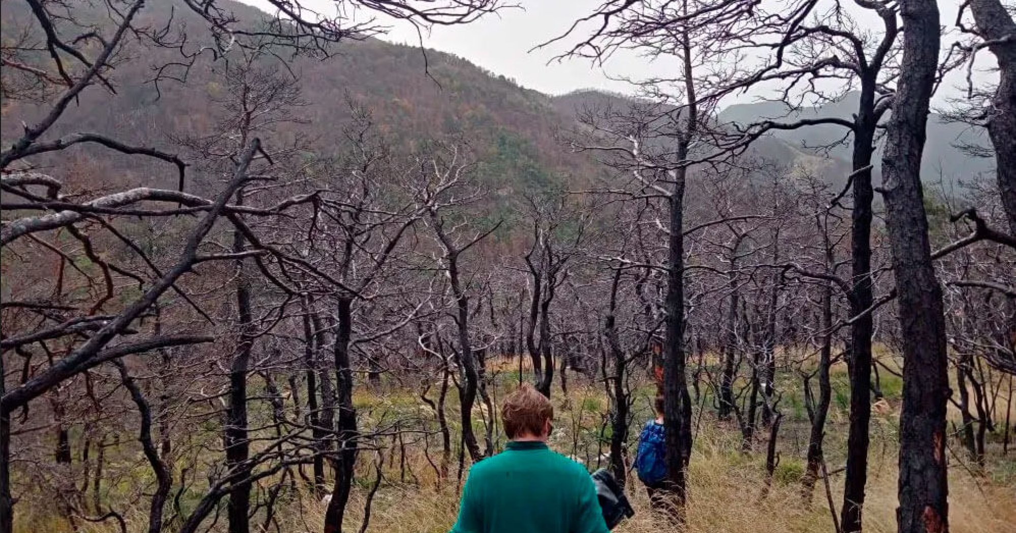 Feu La Forêt - Compagnie Le Chant Des Pistes - Théâtre Les Aires Die