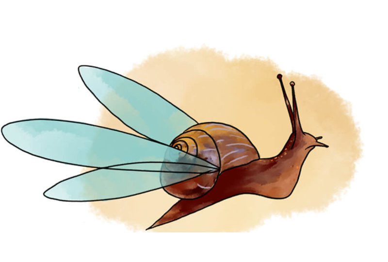 vignette escargot migrateur